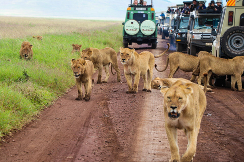 3 Dagen Privé Lodge Safari vanuit Zanzibar met vluchten