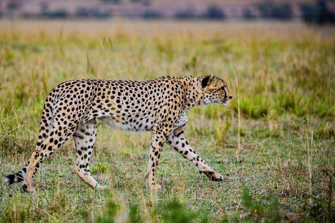 Half day Morning/afternoon tour to Nairobi National park