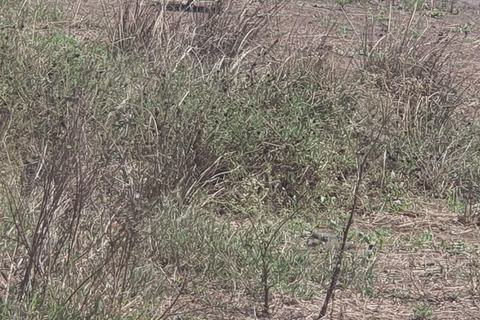 Nairobi: National Park Layover Tour mit Flughafentransfers.