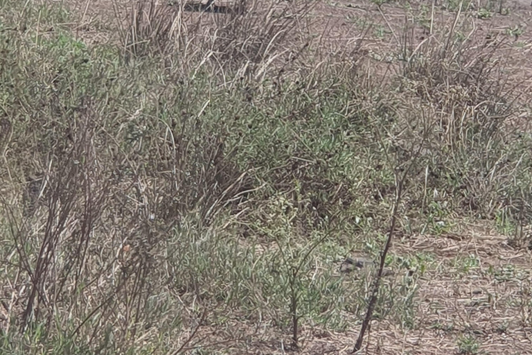 Nairobi: National Park Layover Tour mit Flughafentransfers.