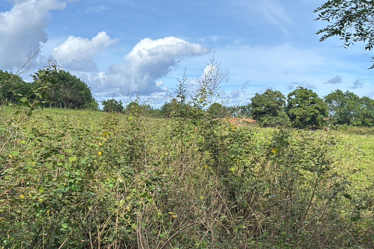 Punta Cana: viagem de 1 dia a Samaná com a Cachoeira El LimónPunta Cana: Viagem de 1 dia a Samaná com a Cachoeira El Limón