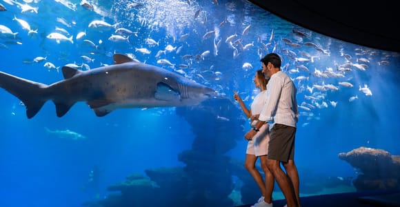 Mallorca: Palma Aquarium Eintrittskarte mit optionalem 3D-Kino