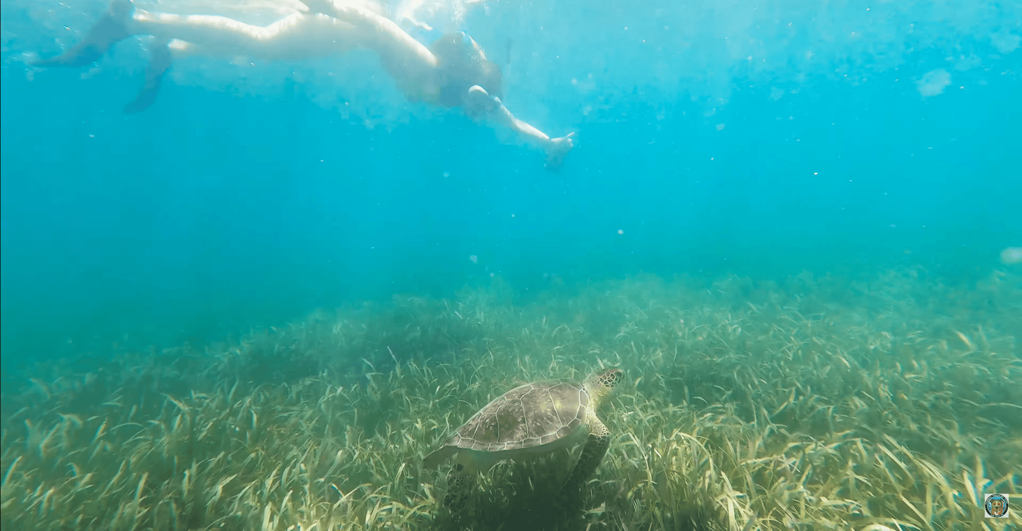 Snorkeling con manate e tartarughe a San Juan - Hizvo