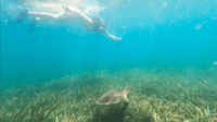 Snorkel with Manatees & Turtles in San Juan - Hizvo