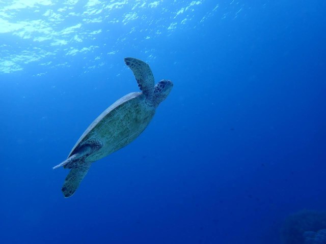 Visit Moalboal Sardine Run, Sea Turtle & Mantayupan Falls in Cebu City, Philippines
