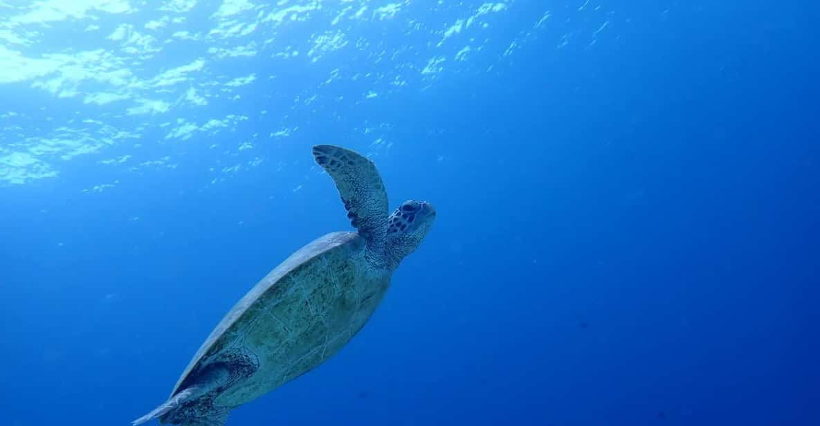 Corsa delle sardine di Moalboal, tartaruga marina e cascate di ...