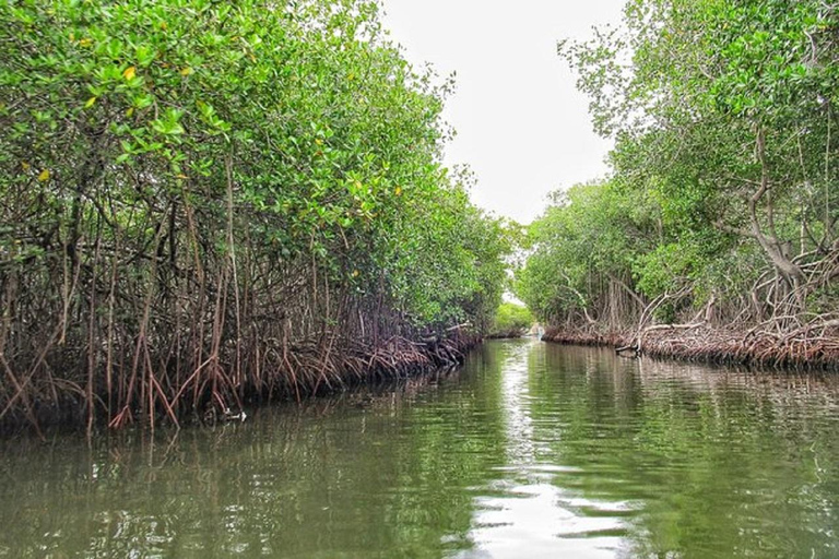 Cartagena: Isla Mapache +SNORKEL y Manglar +Foto y Almuerzo