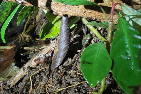 Santa Elena: Wildlife Refuge Monteverde Night Walking Tour