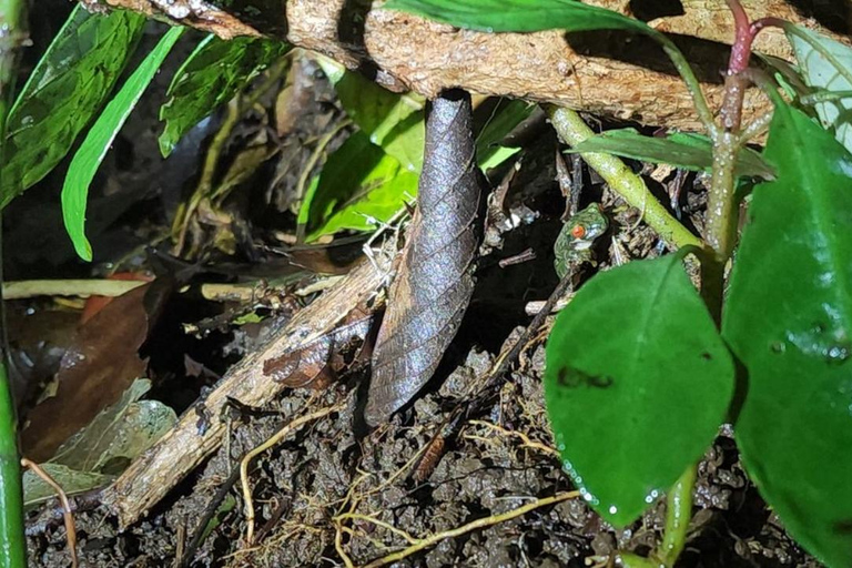 Santa Elena: Wildlife Refuge Monteverde Night Walking Tour