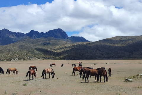 Volcan Cotopaxi : visite depuis Quito, alpaga, lagune et volcans