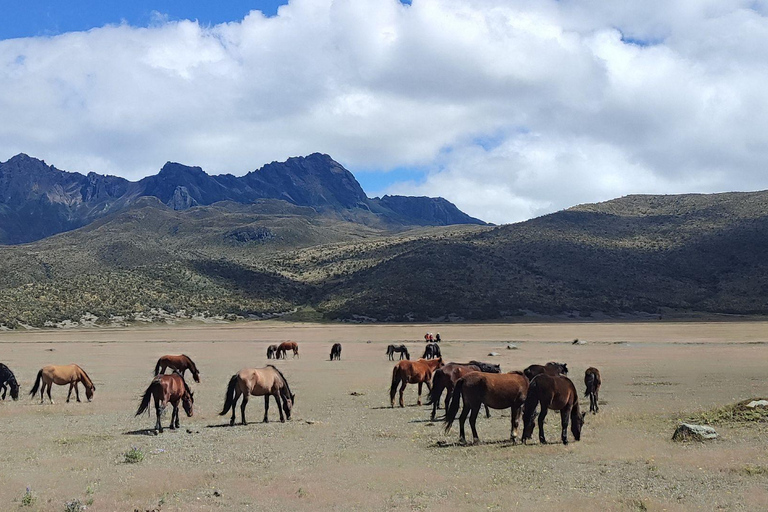 Wulkan Cotopaxi: zwiedzanie z Quito, Alpaka, laguna i wulkany