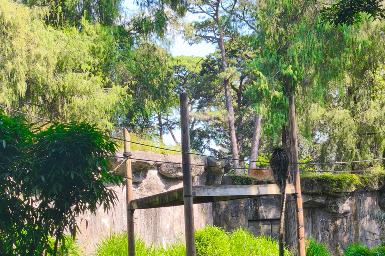 Tour of La Aurora Zoo, Historic Center, and Ciudad Cayalá in Guatemala