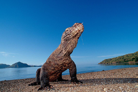 Komodo National Park Full-Day Boat Tour