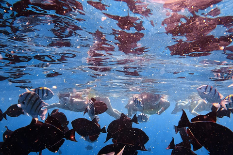 Waikiki : Visite en petit groupe du Turtle Canyon avec masque et tuba