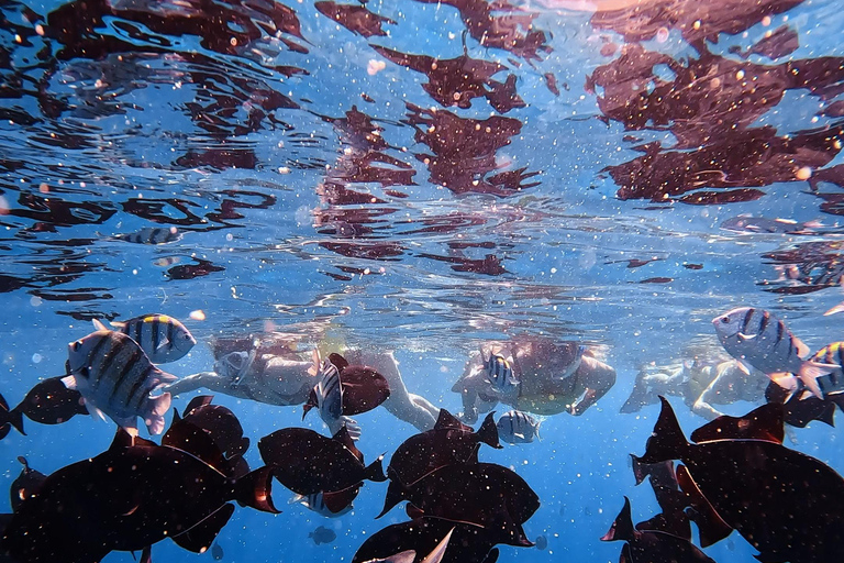 Waikiki : Visite en petit groupe du Turtle Canyon avec masque et tuba