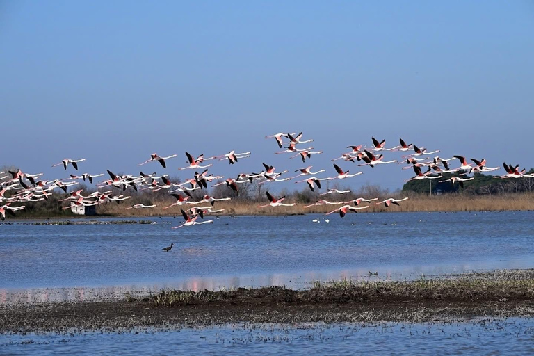 Camargue: Discover Horses and Wild Birds by Electric Golf Cart Petit Rhône Reserve – Immersive tour in a 2-seater electric vehicle