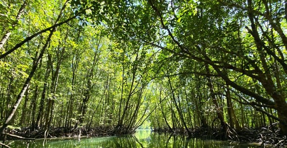 Langkawi: Mangrove Kayak Tour in Calm Waterways (TIDAL)