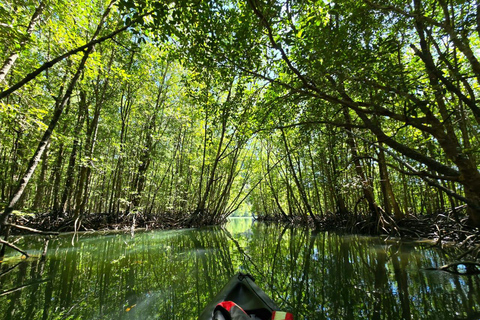 Langkawi: Mangrove Kayak Tour with Wildlife Spotting