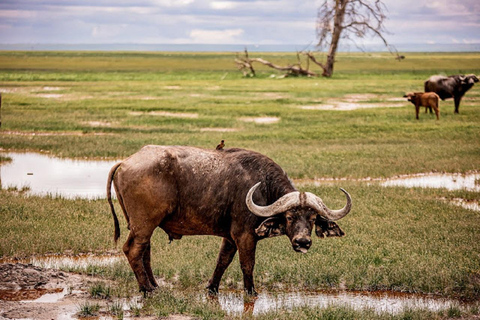 Nairobi: Amboseli National Park Day Trip with Game Drive