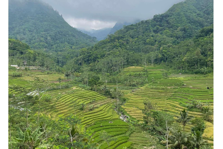 Rice Terraces Selogriyo Temple Private Tour