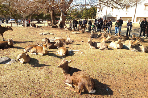 Nara UNESCO-listat världsarv Långsam cykeltur