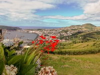 Faial Island, The main attractions on a Half Day Tour - Housity