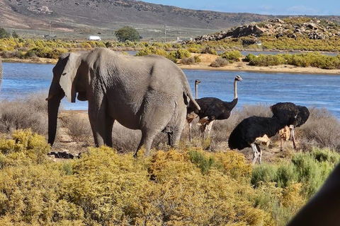 Cape Town: Cape Town Big Five Sunset Safari with Snacks