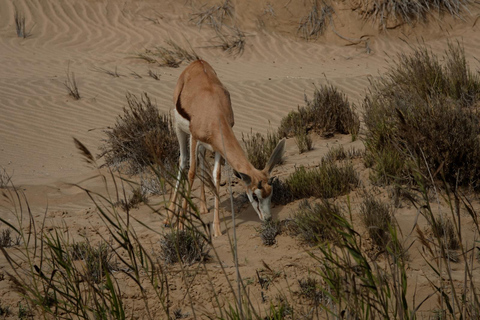 Swakopmund: Namib Desert Sunrise, Seals & Sandwich Harbour