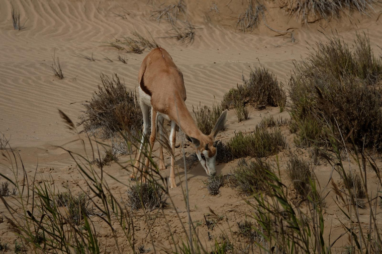 Swakopmund: Namib Desert Sunrise, Seals & Sandwich Harbour