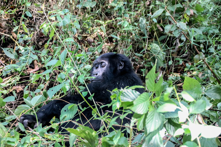 From Kampala/Entebbe: 3-Day Bwindi Gorilla Trekking Safari