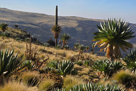 Äthiopien: 29-tägige Tour durch den Norden, Osten und Süden