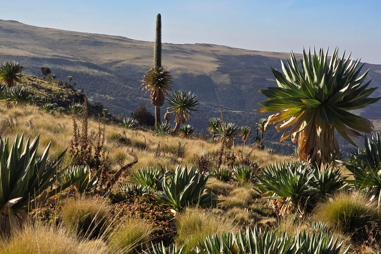 Äthiopien: 29-tägige Tour durch den Norden, Osten und Süden