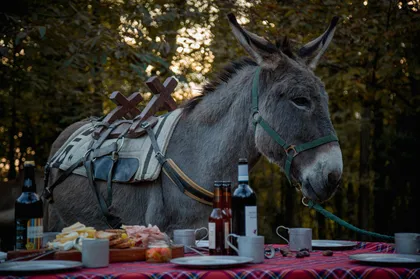 Borgomanero: Spaziergang mit Eseln und Verkostung typischer Produkte