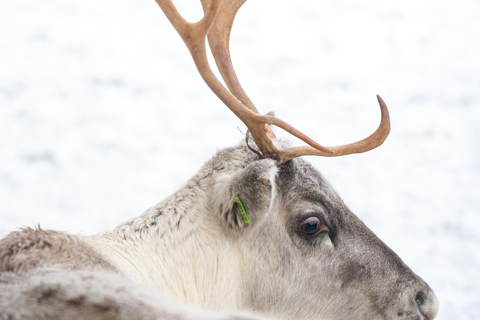 Rovaniemi: Insider Reindeer Farm Visit and long Sleigh Ride