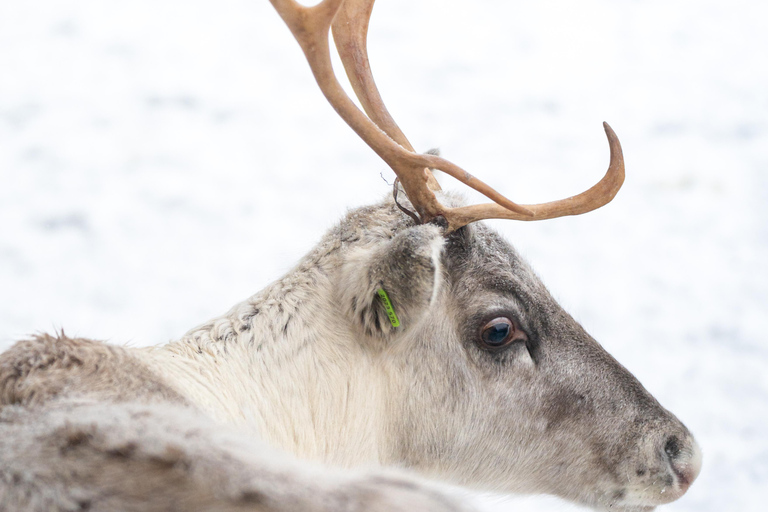 Rovaniemi: Insider Reindeer Farm Visit and long Sleigh Ride