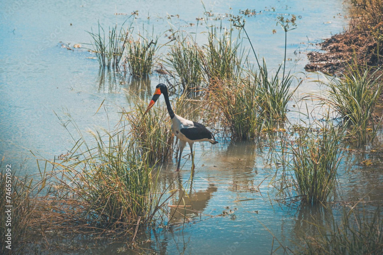 Dar es Salaam: 3-Day Nyerere National Park Safari