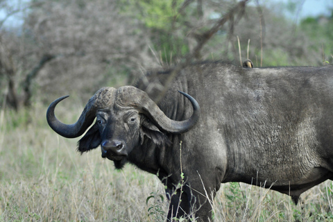 Day trip to Tarangire National Park