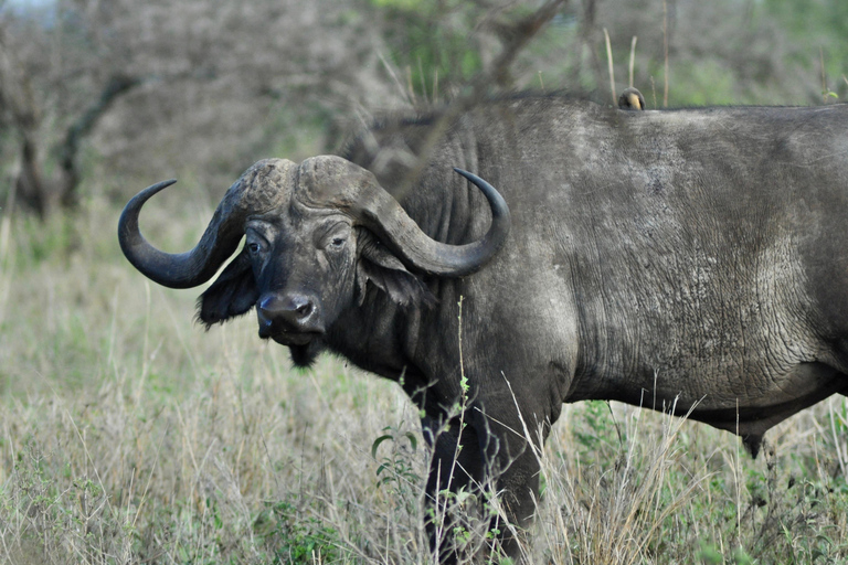 Day trip to Tarangire National Park