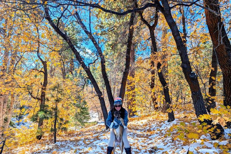 Big Bear Lake: Jeep Tour with Scenic Picnic Lunch