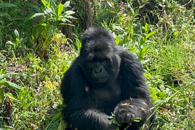 4 jours d'excursion au Rwanda et de trekking en Ouganda pour observer les gorilles