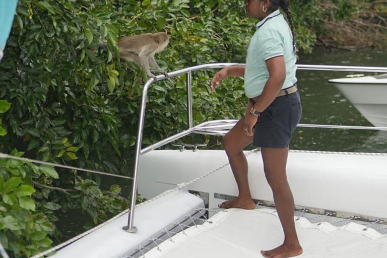 Catamaran Cruise to Ile aux Cerfs & GRSE Waterfall