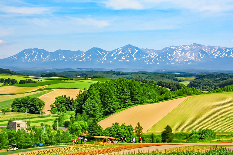 Hokkaido Summer Day Trip: Patchwork Road&Shikisai no Okas Depart from Sapporo Tokyu REI Hotel (without lunch)