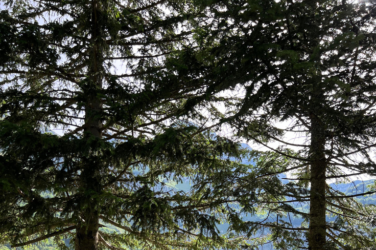 From Foča: Sutjeska National Park 4WD & Hiking Tour