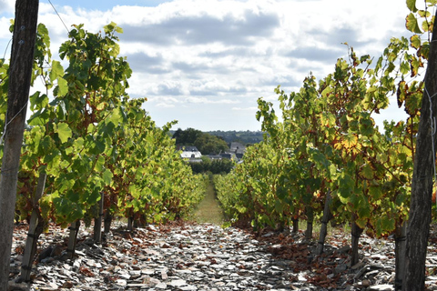 Educational hike in the Anjou vineyards Wine Hike