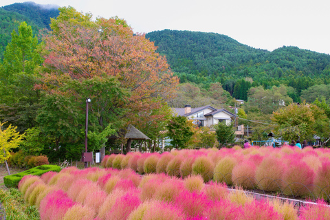 Tokyo: Mount Fuji Day Tour, Oshino Hakkai, Lake Kawaguchi Lunch Excluded | 8:30 AM from Shinjuku Station