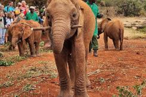 Nairobi : Visite privée du David Sheldrick Wildlife Trust