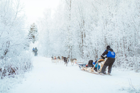 Rovaniemi : Balade en traîneau à huskies au début de l&#039;hiver