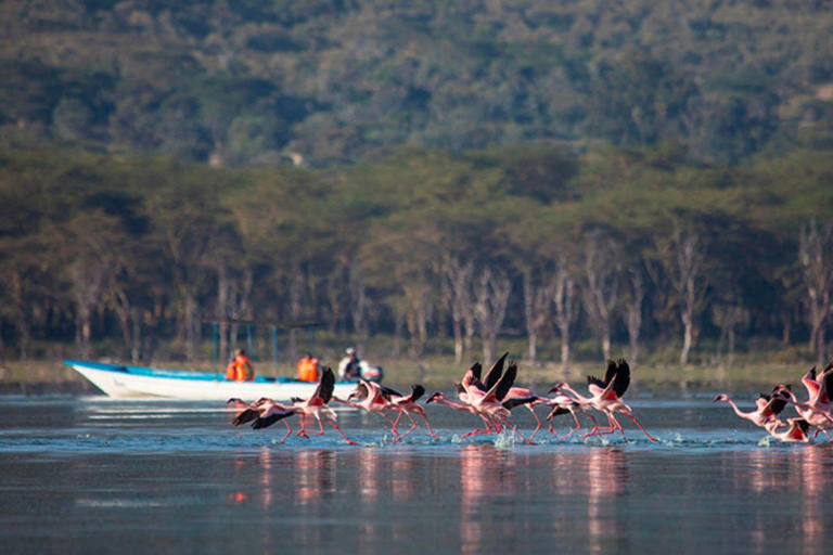 Excursion d'une journée au lac Nakuru et tour en bateau à Naivasha