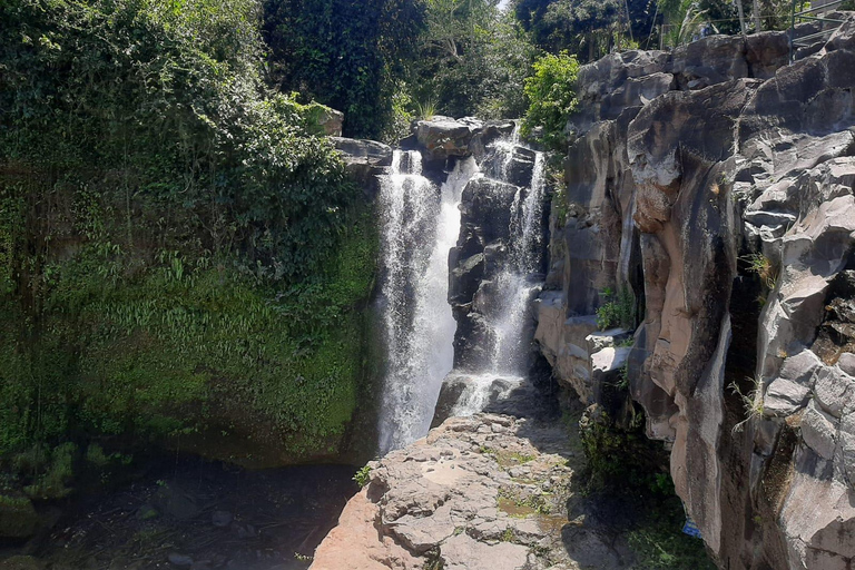 Ubud: foresta delle scimmie, terrazzamenti di riso e cascata