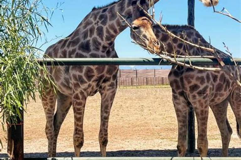 Cidade do Cabo: Visita à chita, casa da girafa e excursão do vinhoAlcance da chita